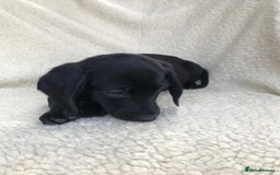 Dachshund dogs for sale: Dachshund puppies  - Image 18