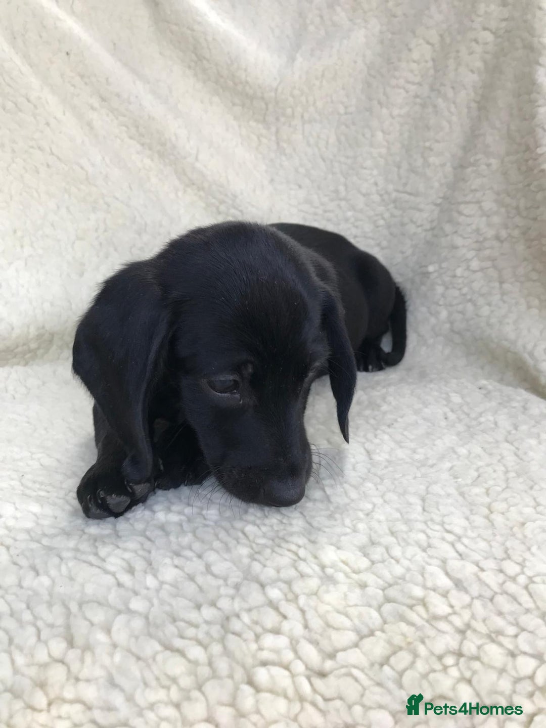 Dachshund dogs for sale: Dachshund puppies  - Image 18