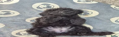 Cockapoo 4