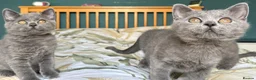 British Shorthair cats for sale: Beautiful British Shorthair kittens  - Advert 8