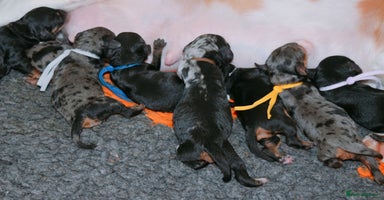 Cavapoo dogs - Advert 13