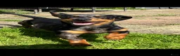 Dachshund dogs for stud: mr rigby  in Peterlee - Advert 4