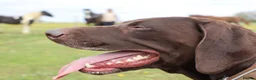 German Shorthaired Pointer dogs for sale: Beautiful KC GSP Puppies - Advert 10