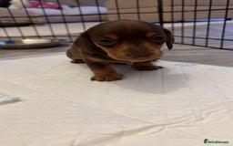 Miniature Dachshund dogs for sale: Miniature dachshunds for sale  - Image 4