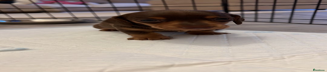 Miniature Dachshund Puppy 2