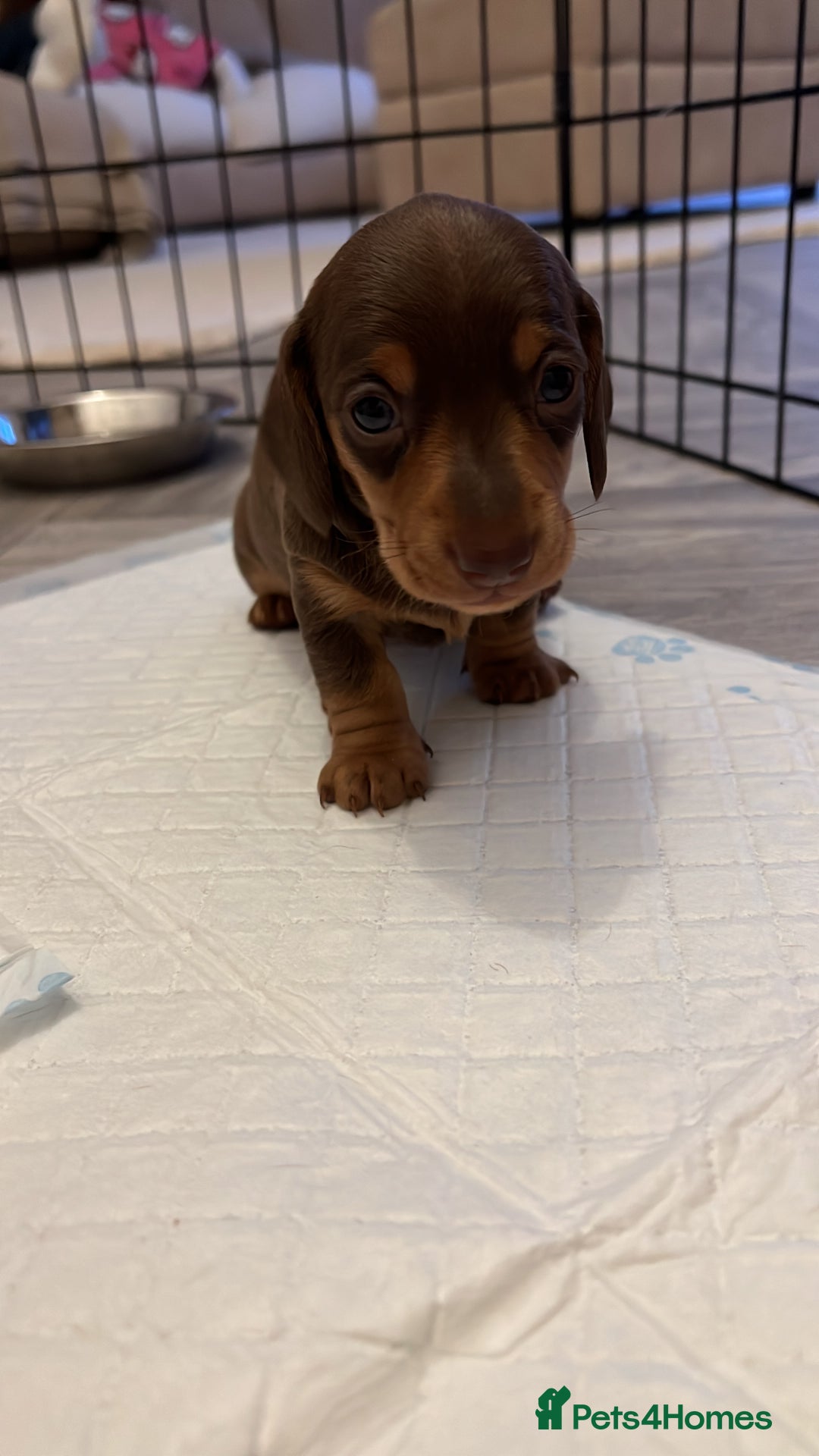 Miniature Dachshund dogs for sale: Miniature dachshunds for sale  - Image 4