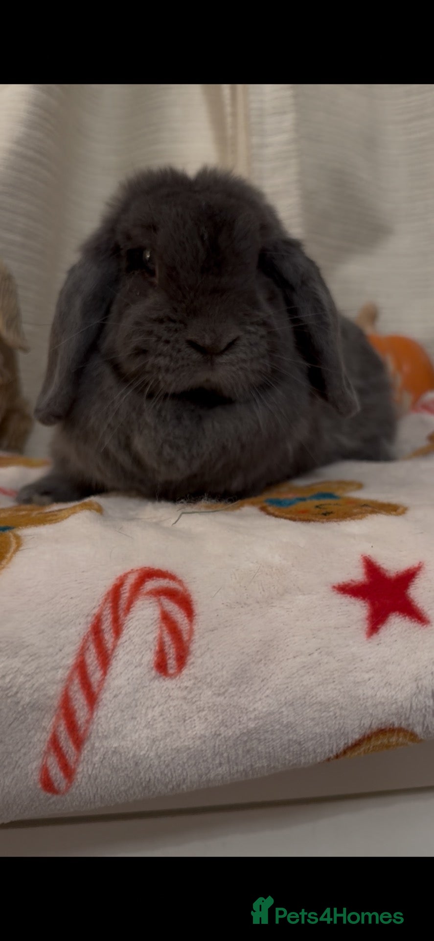 Mini Lop rabbits Lovely mini lop rabbit available  - Advert 1