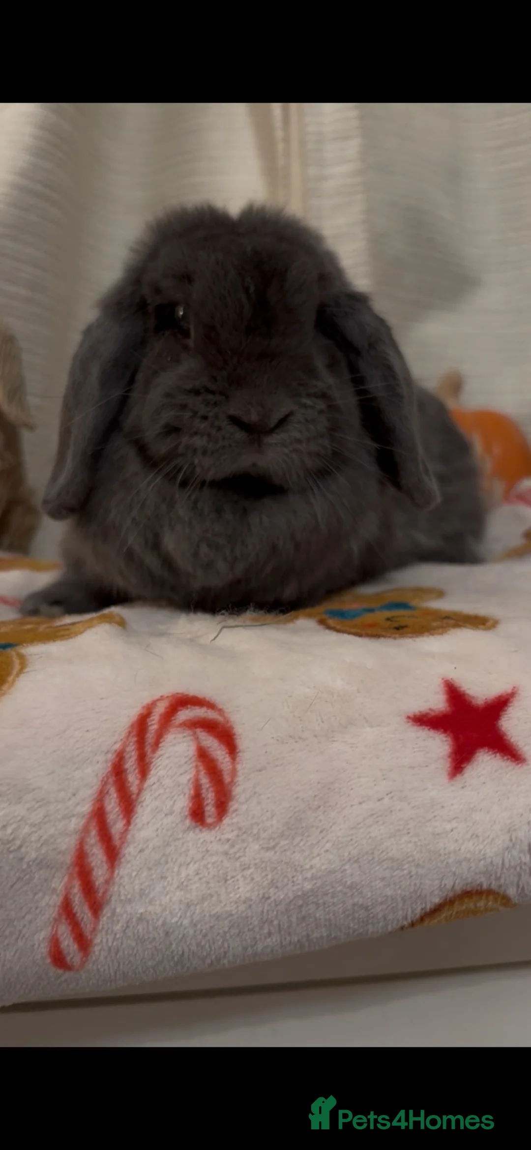 Mini Lop rabbits for sale: Lovely mini lop rabbit available  - Advert 1