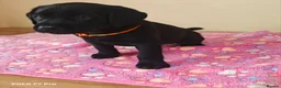 Labrador Retriever dogs for sale: Exceptional Home Raised Labrador Puppies in Nottingham - Advert 21