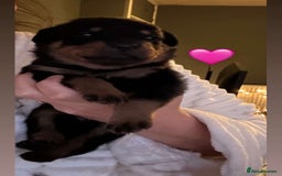 Rottweiler dogs for sale: Beautiful Rottweiler pups  - Image 24