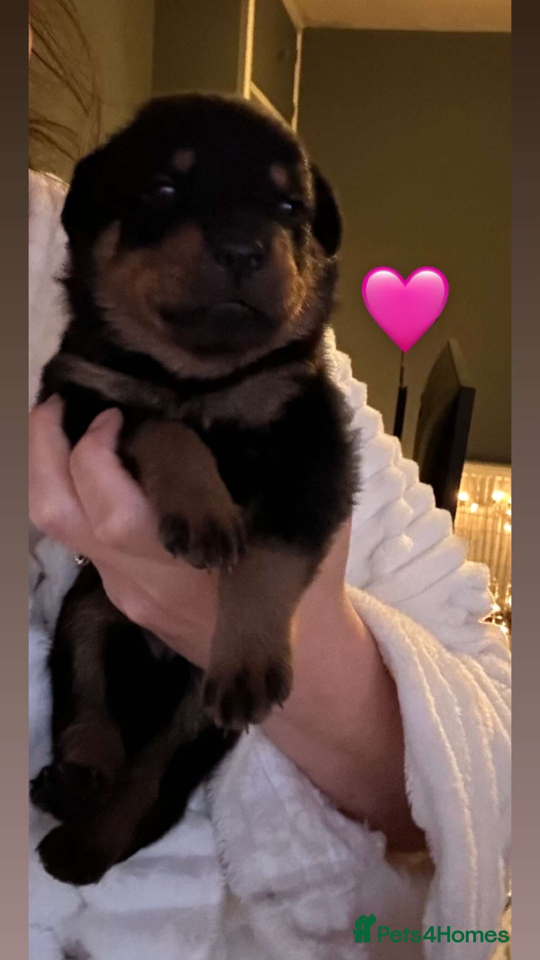 Rottweiler dogs for sale: Beautiful Rottweiler pups  - Image 24