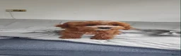 Cavapoo dogs for sale: TOY Cavapoo boys  - Advert 6