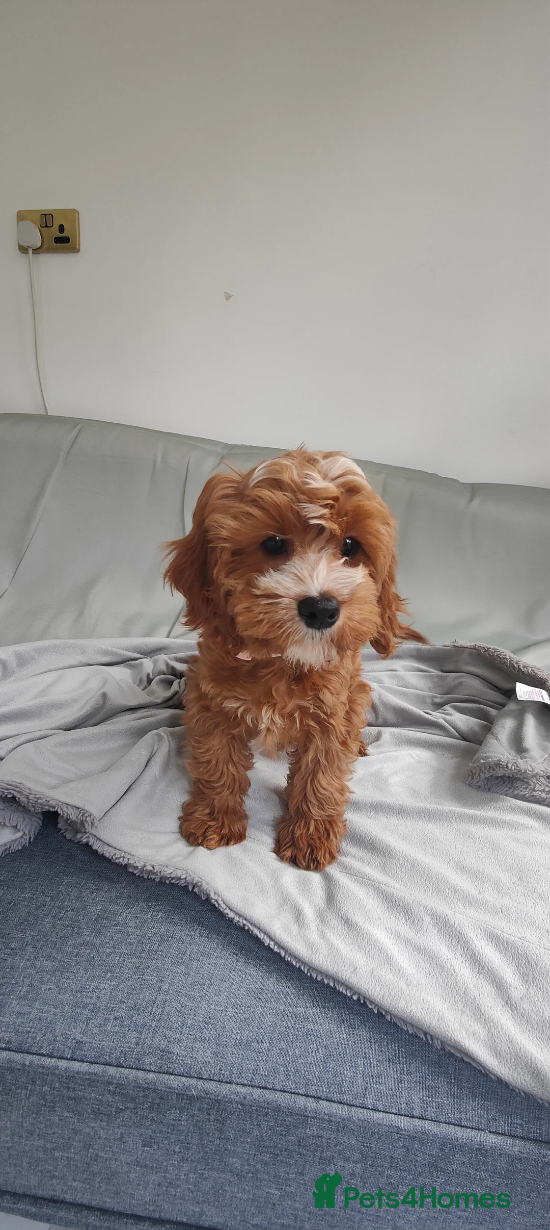 Cavapoo dogs for sale: TOY Cavapoo boys  - Advert 6