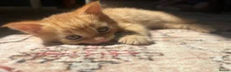 Maine Coon cats for sale: Main Coon Cross kittens in Halesworth - Advert 8
