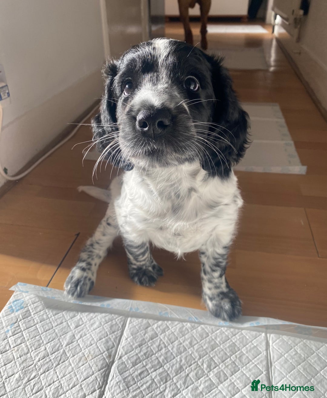 Sprocker dogs for sale: Sprocker puppy bitch  - Image 1