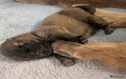 Chow Chow dogs for sale: CHAMPION BLOODLINE, 5 GENer KC pedigree DELIVERY!! - Advert 2