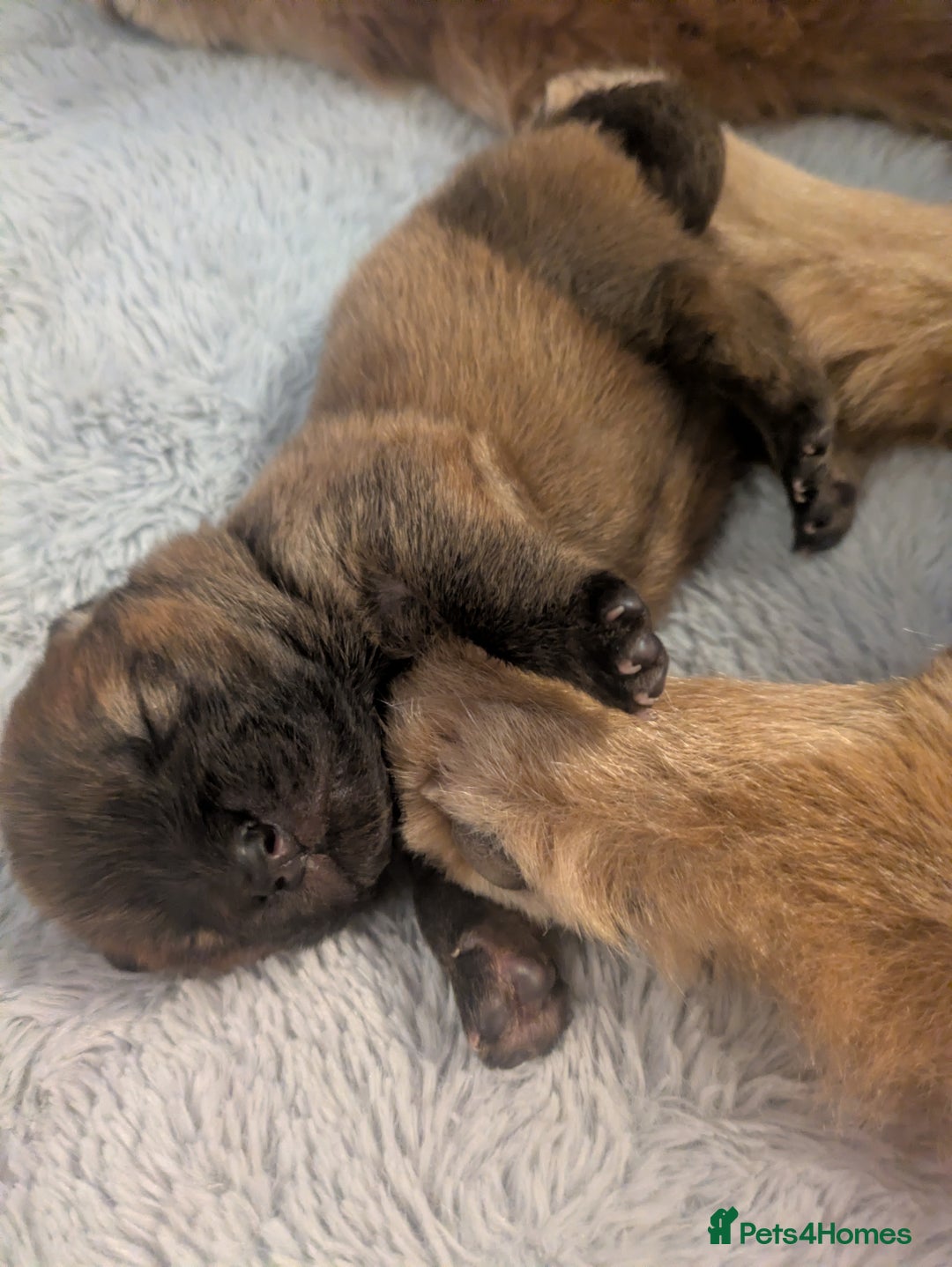 Chow Chow dogs for sale: CHAMPION BLOODLINE, 5 GENer KC pedigree DELIVERY!! - Advert 2