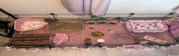 Guinea Pig rodents for sale: 2 Female Guinea Pigs  - Advert 13
