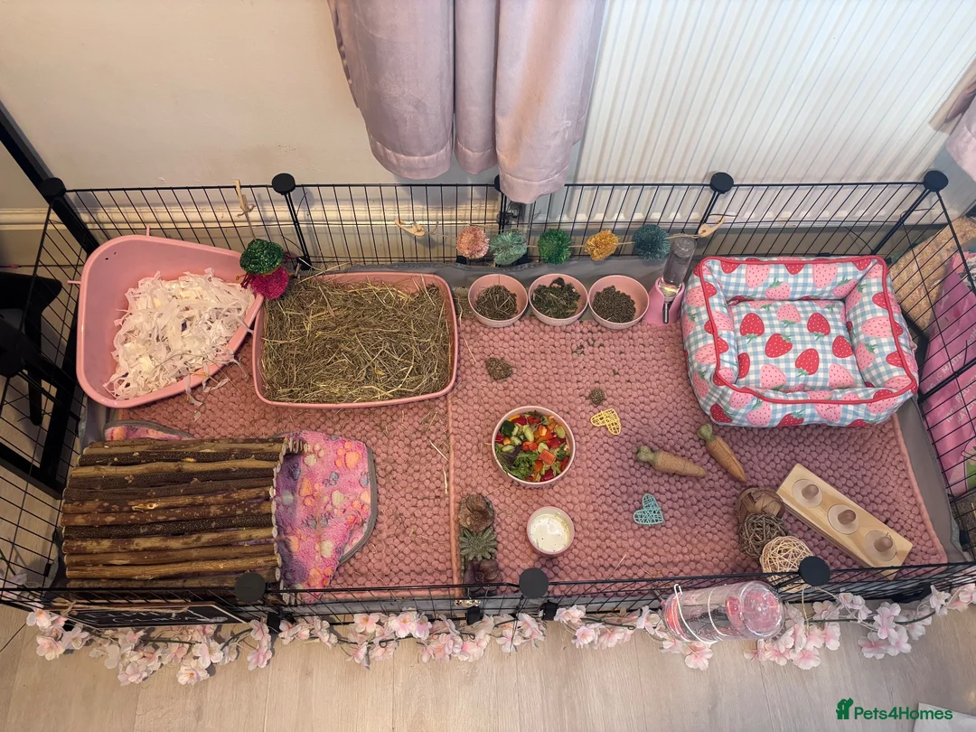 Guinea Pig rodents for sale: 2 Female Guinea Pigs  - Advert 13