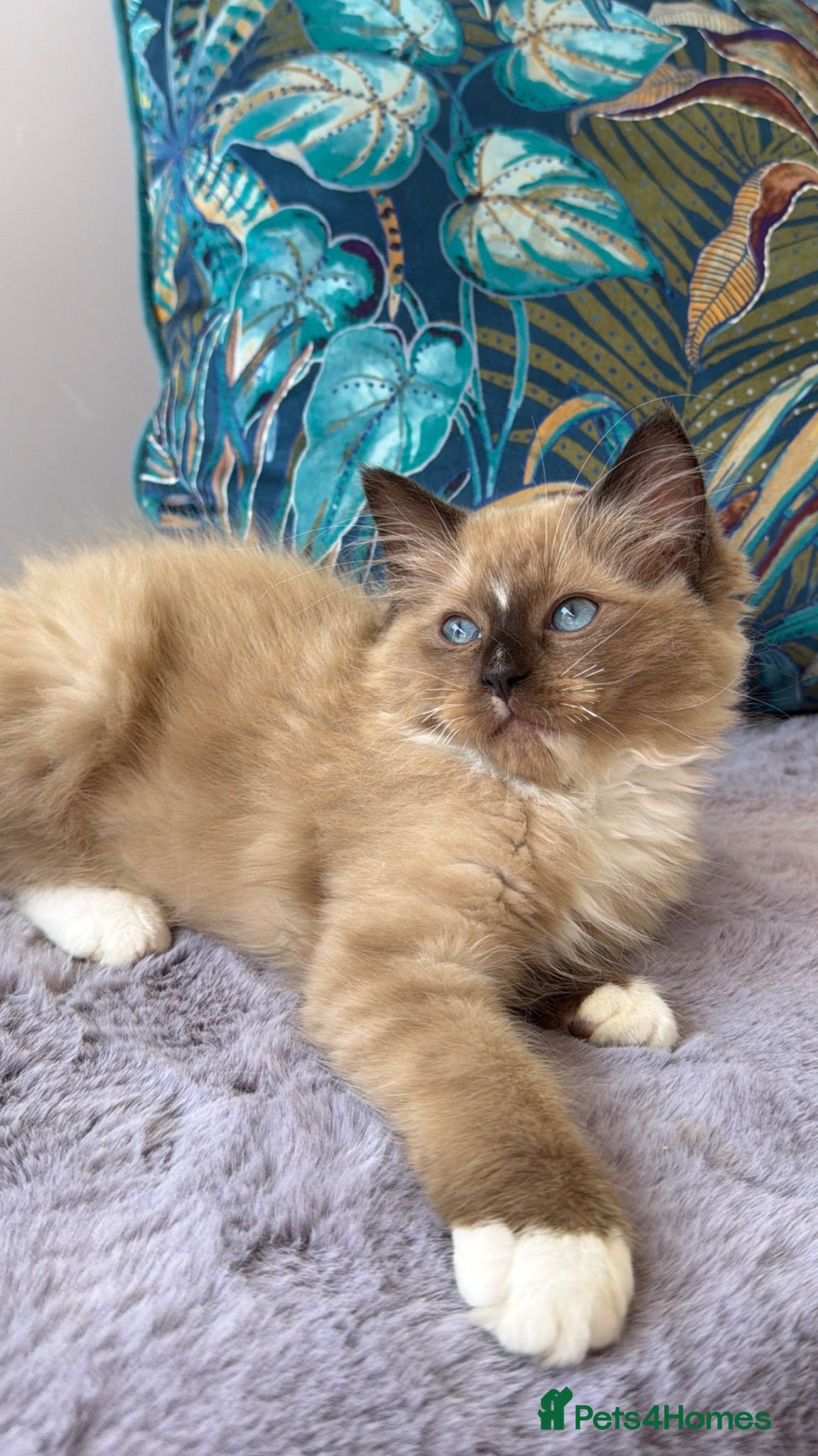 Ragdoll cats TICA registered cherubim and ragdoll kittens - Advert 2