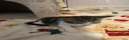 Domestic Shorthair cats for sale: 3 boy kittens for sale in Sherborne - Advert 3