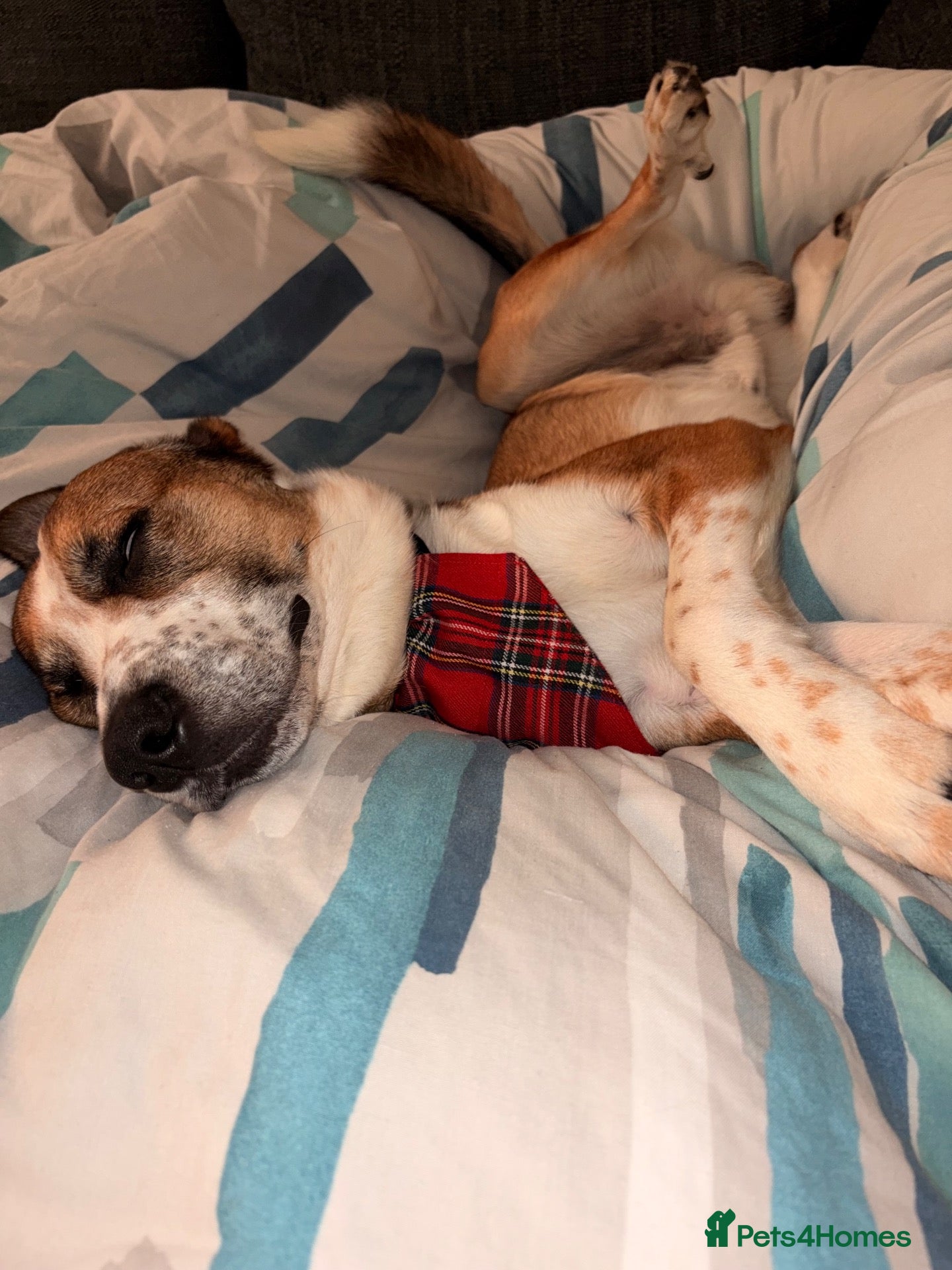 Mixed Breed dogs Rio 4yr Old Collie Cross - Advert 17