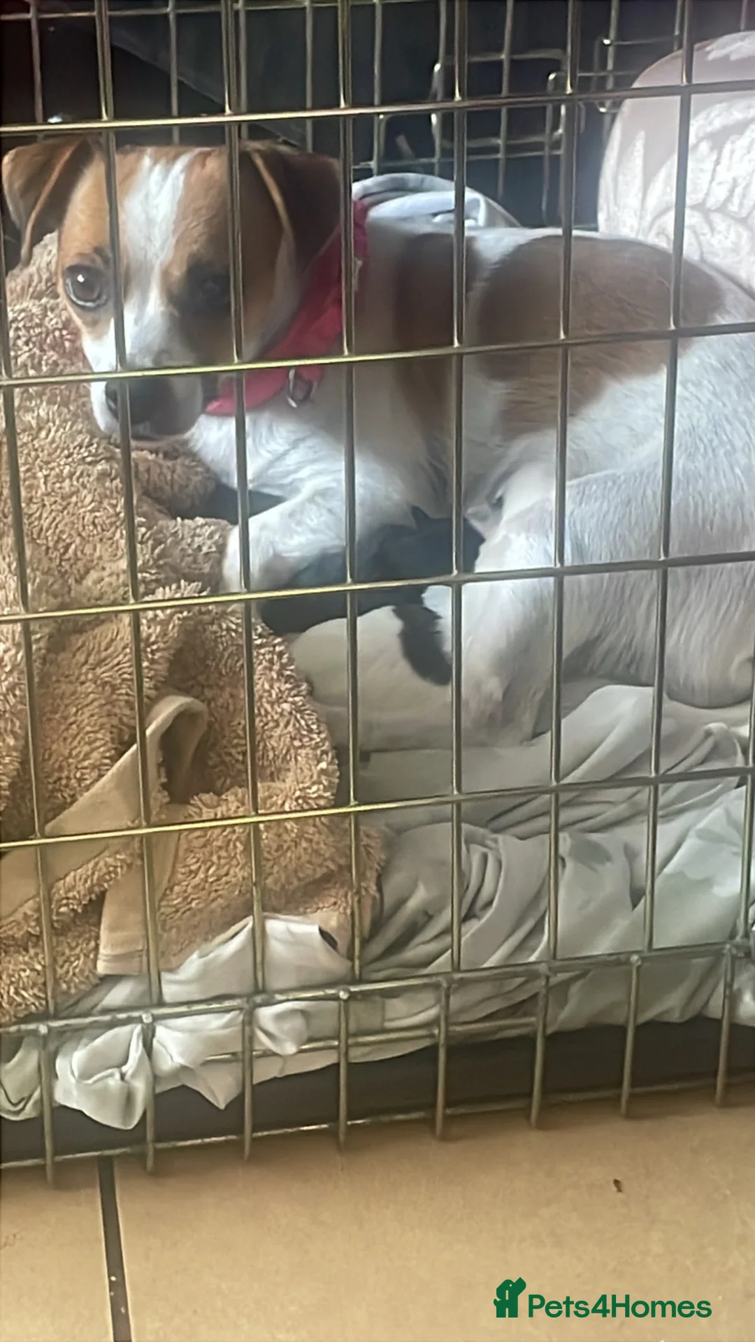 Mixed Breed dogs for sale: 2 boys 1 girl  - Advert 2
