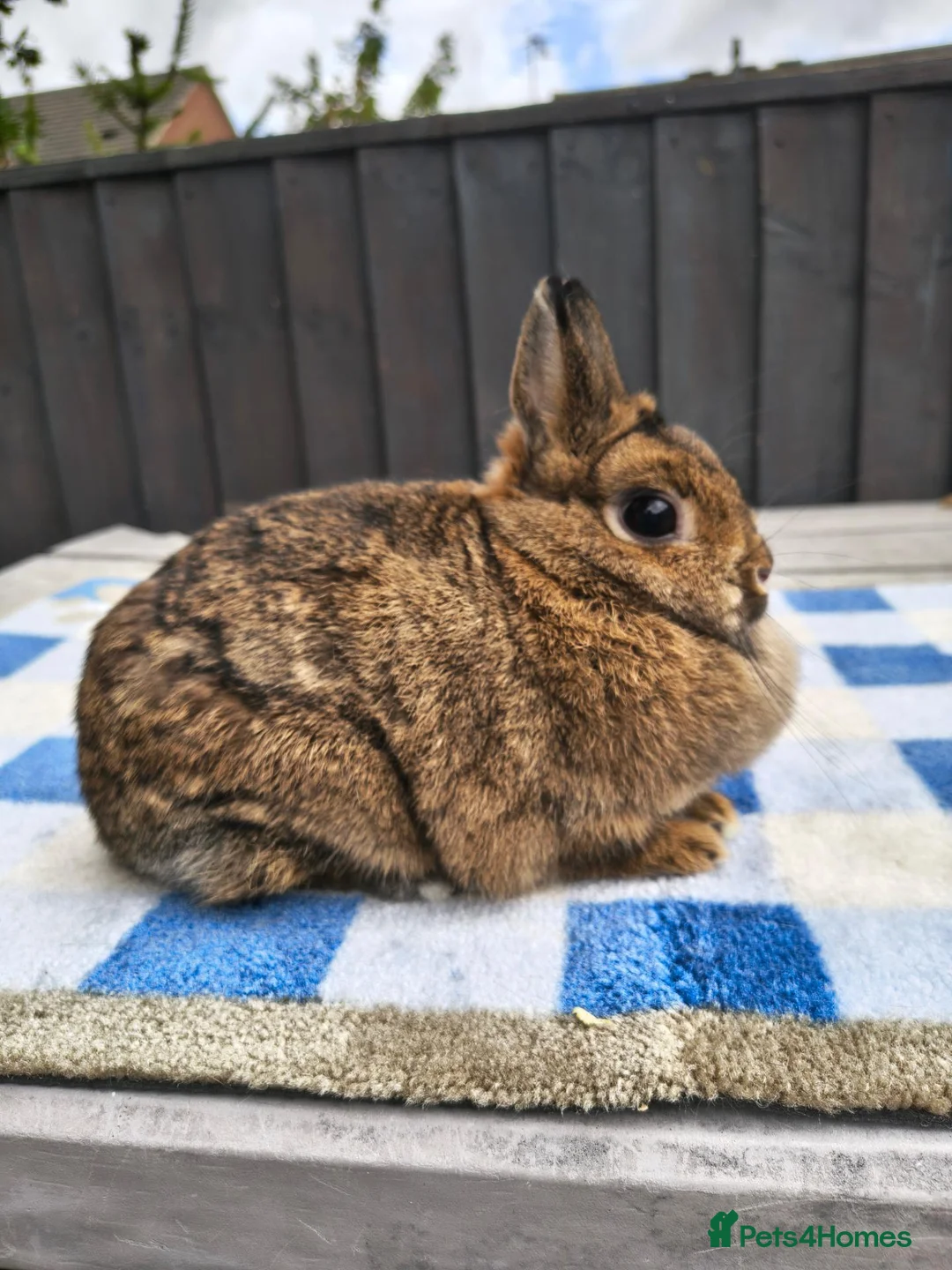 Netherland Dwarf rabbits for sale: Netherland dwarfs available  - Advert 2