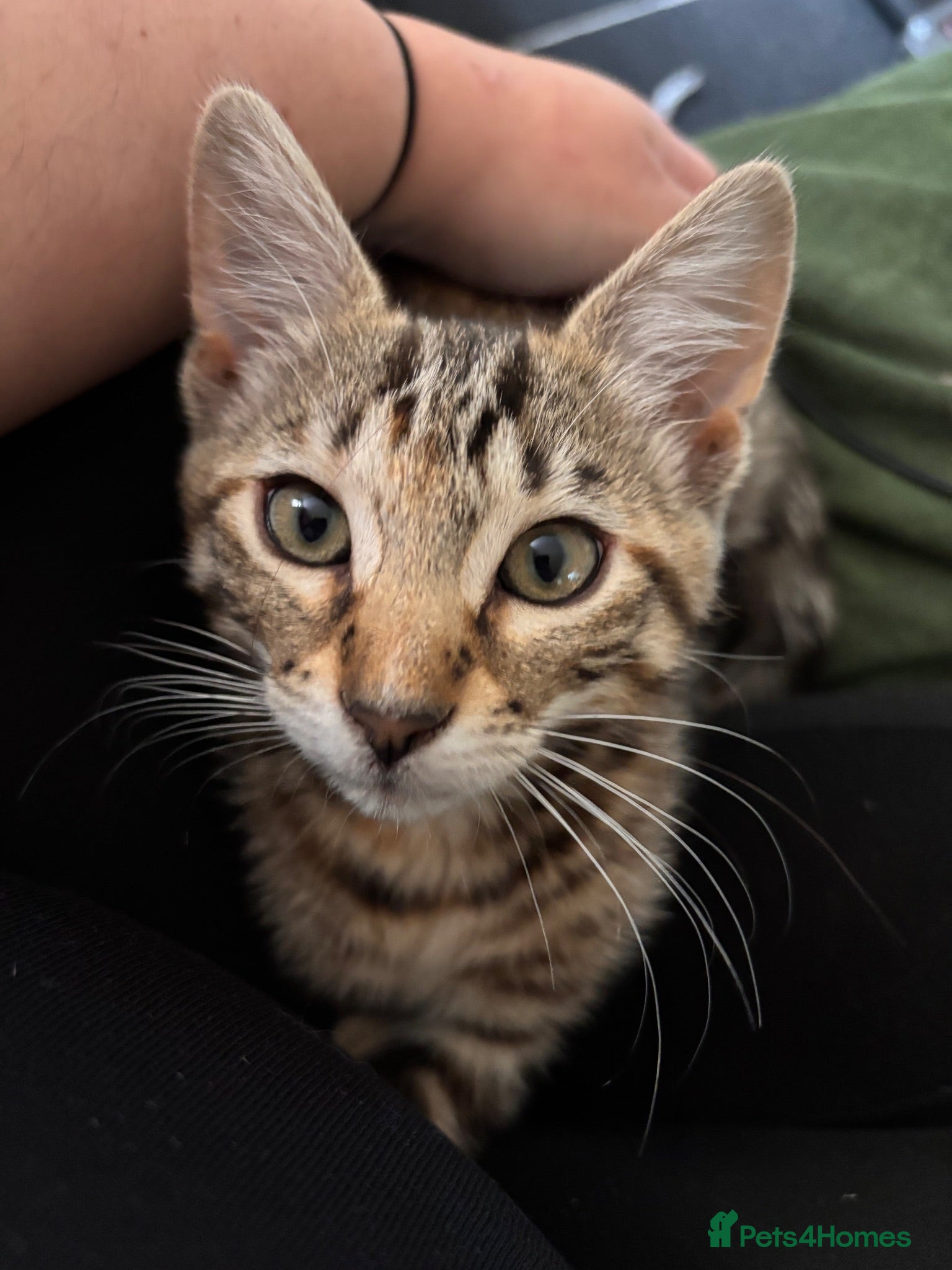 Bengal cats Female Bengal Kitten for sale  - Advert 1