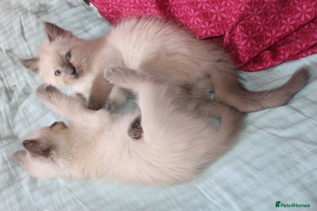 Ragdoll cats for sale: Ragdoll  - Image 3