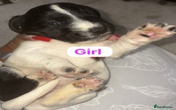 Patterjack dogs for sale: Jack Russell x patterdale terrier - Image 3