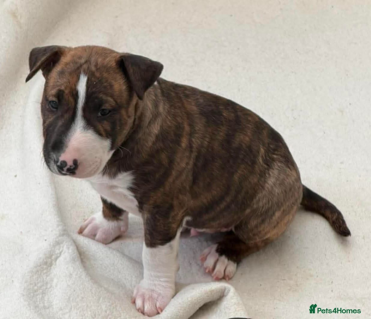 English Bull Terrier dogs Stunning English bull terrier puppies  - Advert 2