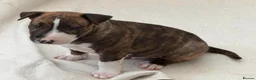English Bull Terrier dogs for sale: Stunning English bull terrier puppies  - Advert 6