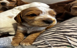 Cocker Spaniel dogs for sale: COME AND MEET US NOW Outstanding  show type - Image 37
