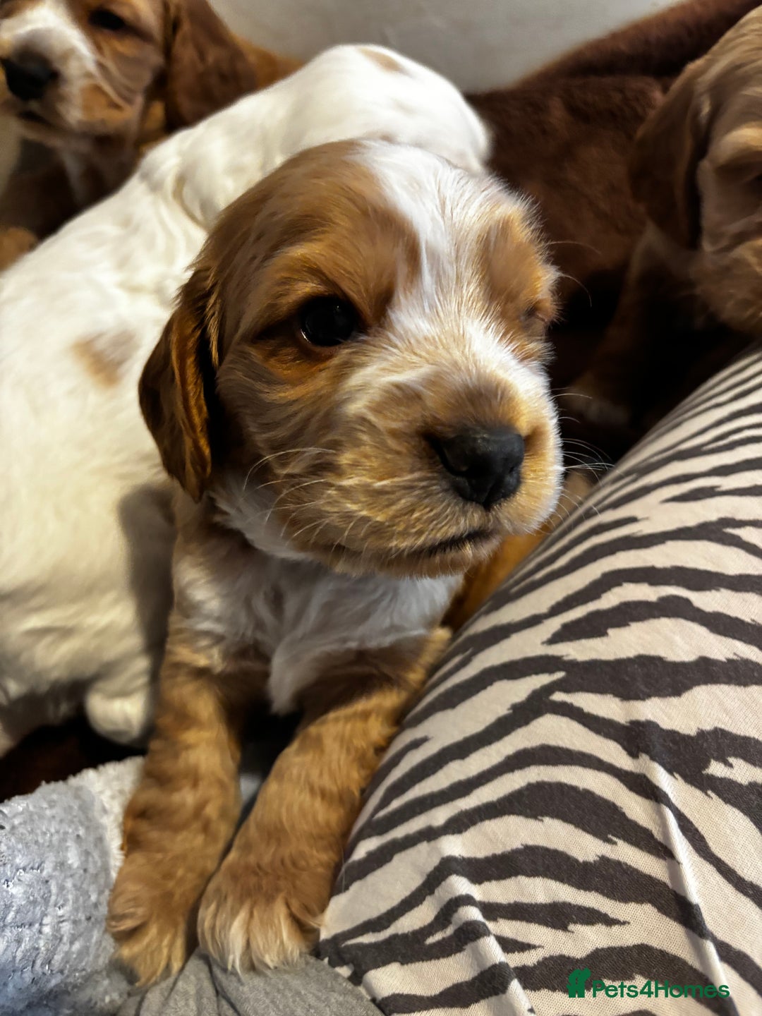 Cocker Spaniel dogs for sale: COME AND MEET US NOW Outstanding  show type - Image 37