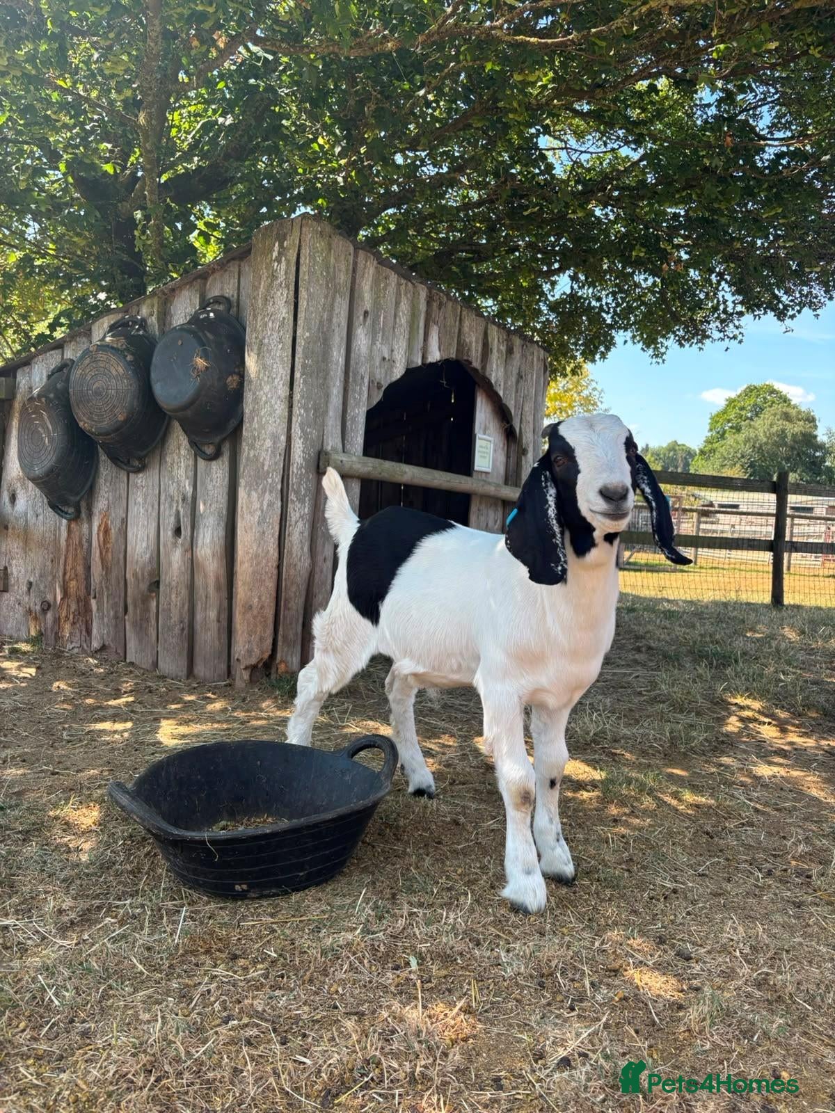 Goats livestock 2 Boer/Nubian Wethers - Advert 17