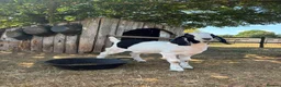 Goats livestock for sale: 2 Boer/Nubian Wethers - Advert 1