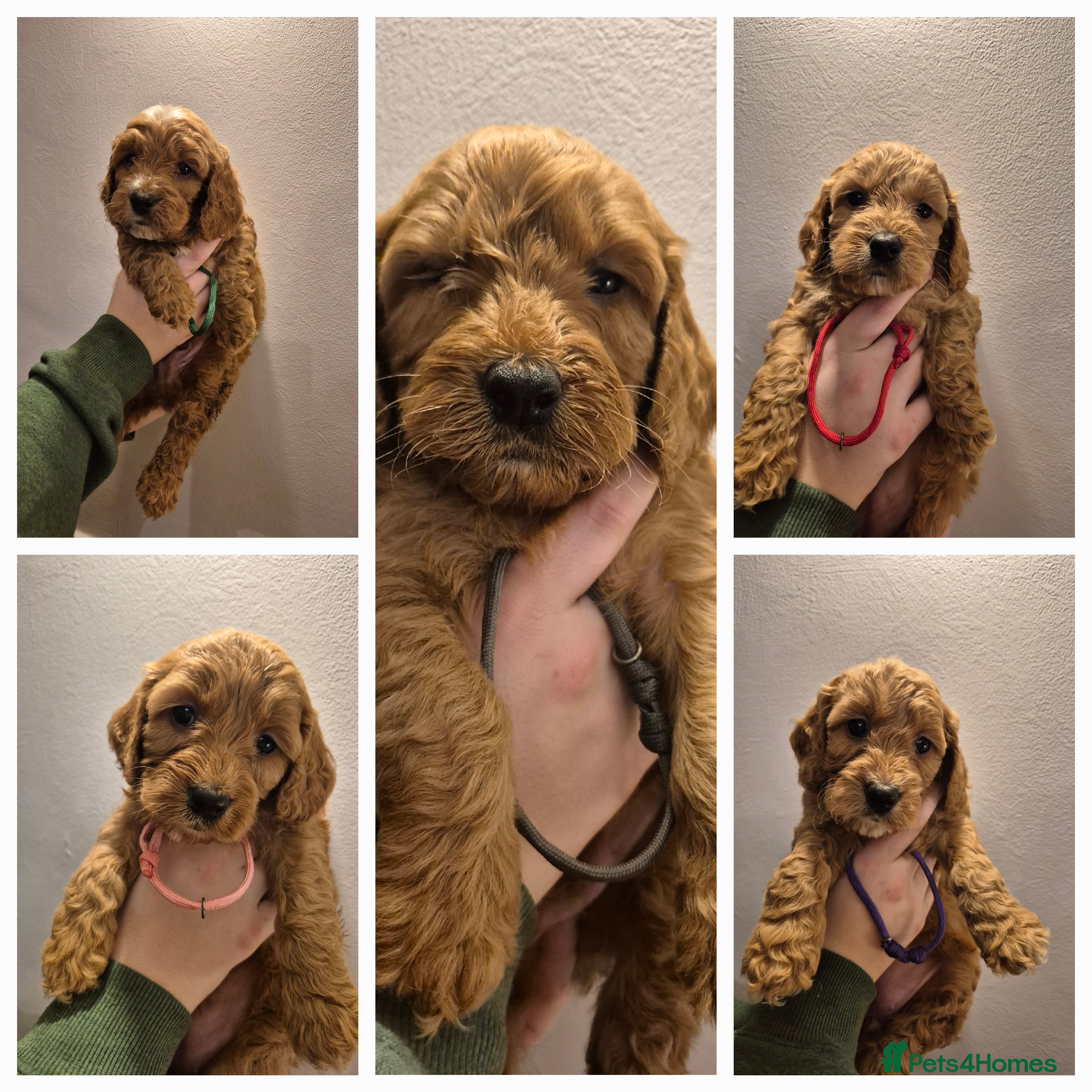 Cockapoo dogs F1 Cockapoo puppys - Advert 3