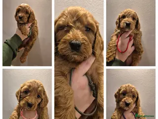 Cockapoo dogs F1 Cockapoo puppys - Advert 5