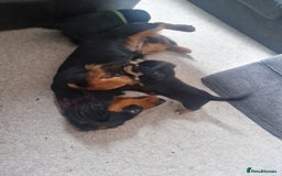 Mixed Breed dogs for sale: Jack russell x miniture dachshund pups in Porth - Image 10