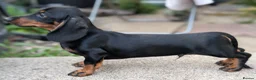 Miniature Dachshund dogs for sale: Miniature dachshund babies  - Advert 5
