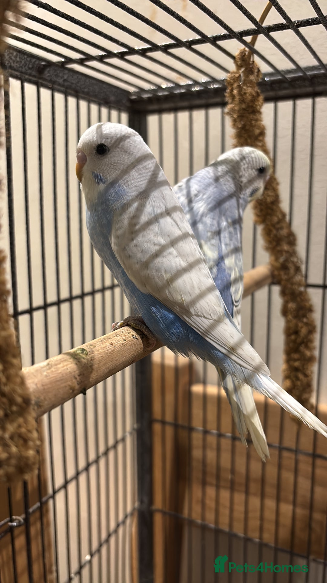 Budgerigars birds for sale: Hand reared hand tame baby budgies - Advert 3