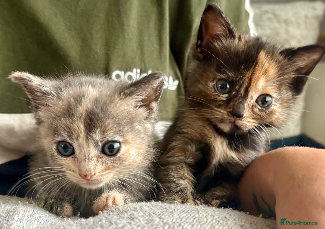 Ragdoll cats for sale: Ragdoll x - Image 3