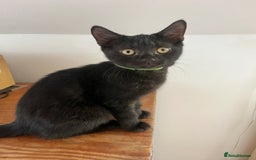 British Shorthair cats for sale: Cute British Shorthair Mixed Kittens Ready Now!  - Image 1