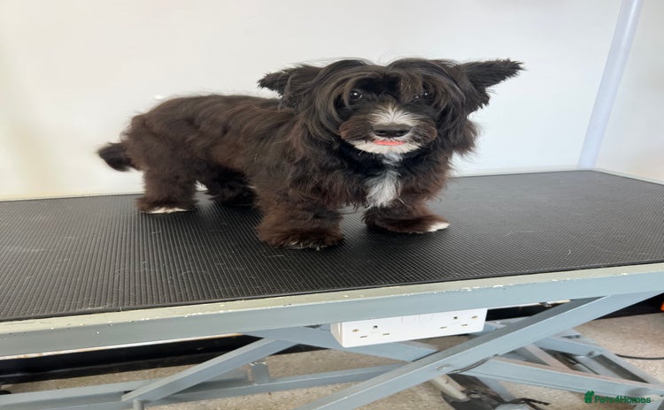 Chinese Crested dogs Chinese crested powderpuff - Advert 8