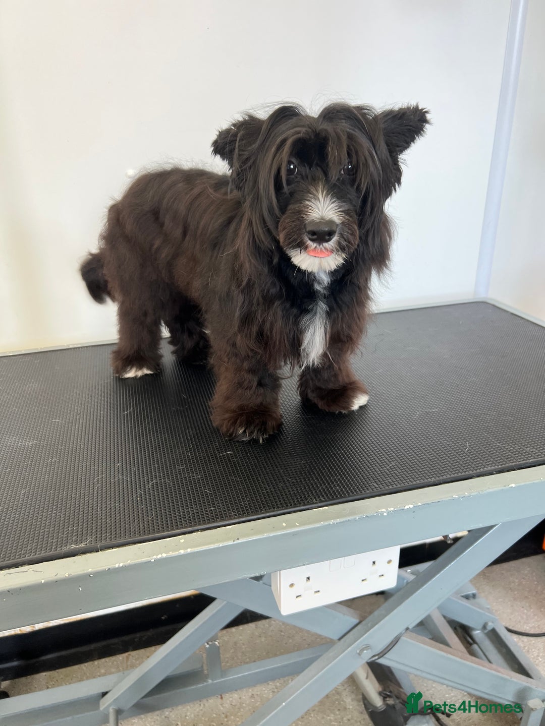 Chinese Crested dogs for sale: Chinese crested powderpuff - Advert 1