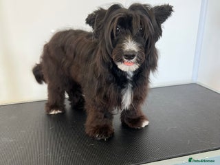 Chinese Crested dogs Chinese crested powderpuff - Advert 2