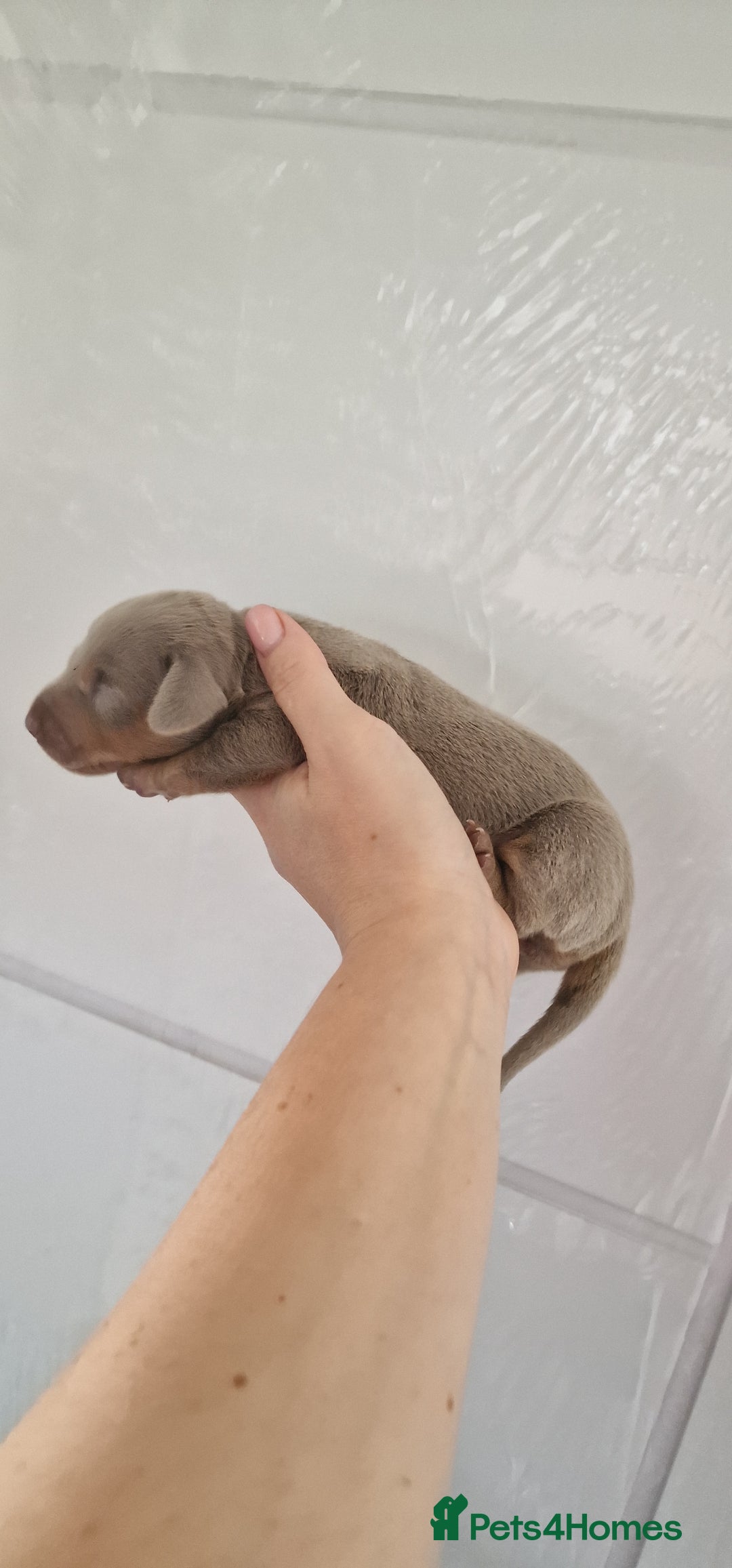 Miniature Dachshund dogs for sale: 3 puppies for sale  - Image 4