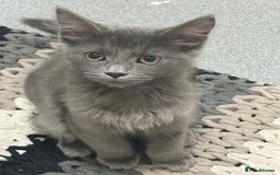 Maine Coon cats for sale: Maine coon cross  - Image 3