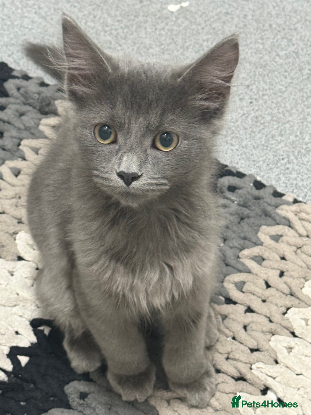 Maine Coon cats for sale: Maine coon cross  - Image 3